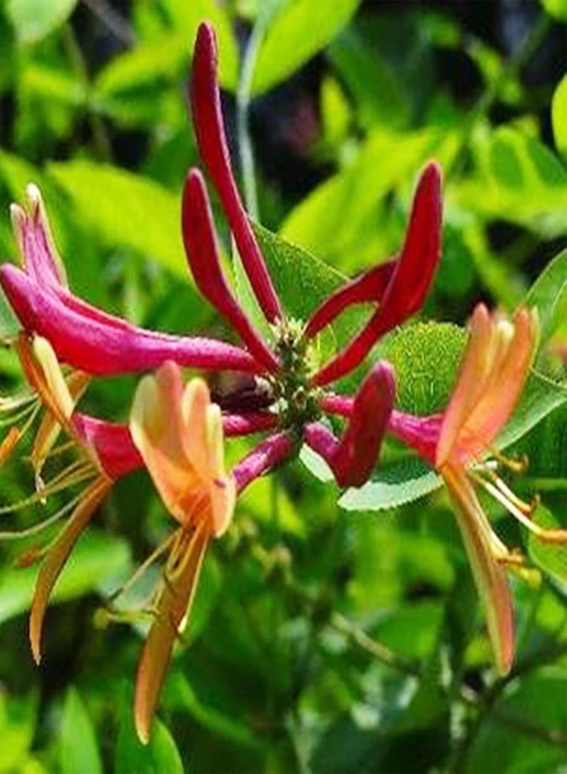 GGOOT 100Pcs Honeysuckle Flower Seeds Bright Color Climbing Vines Shrub Plant Seeds Hardy Perennial Flower Spring Flowering Plant Seeds for Home Garden Planting Honeysuckle Seeds - Image 5