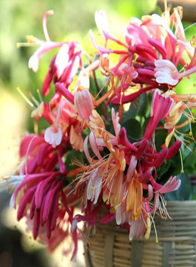 GGOOT 100Pcs Honeysuckle Flower Seeds Bright Color Climbing Vines Shrub Plant Seeds Hardy Perennial Flower Spring Flowering Plant Seeds for Home Garden Planting Honeysuckle Seeds - Image 1