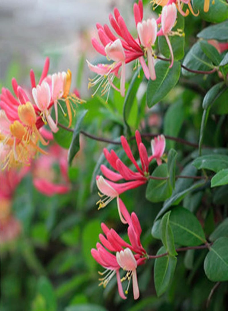 GGOOT 100Pcs Honeysuckle Flower Seeds Bright Color Climbing Vines Shrub Plant Seeds Hardy Perennial Flower Spring Flowering Plant Seeds for Home Garden Planting Honeysuckle Seeds - Image 3