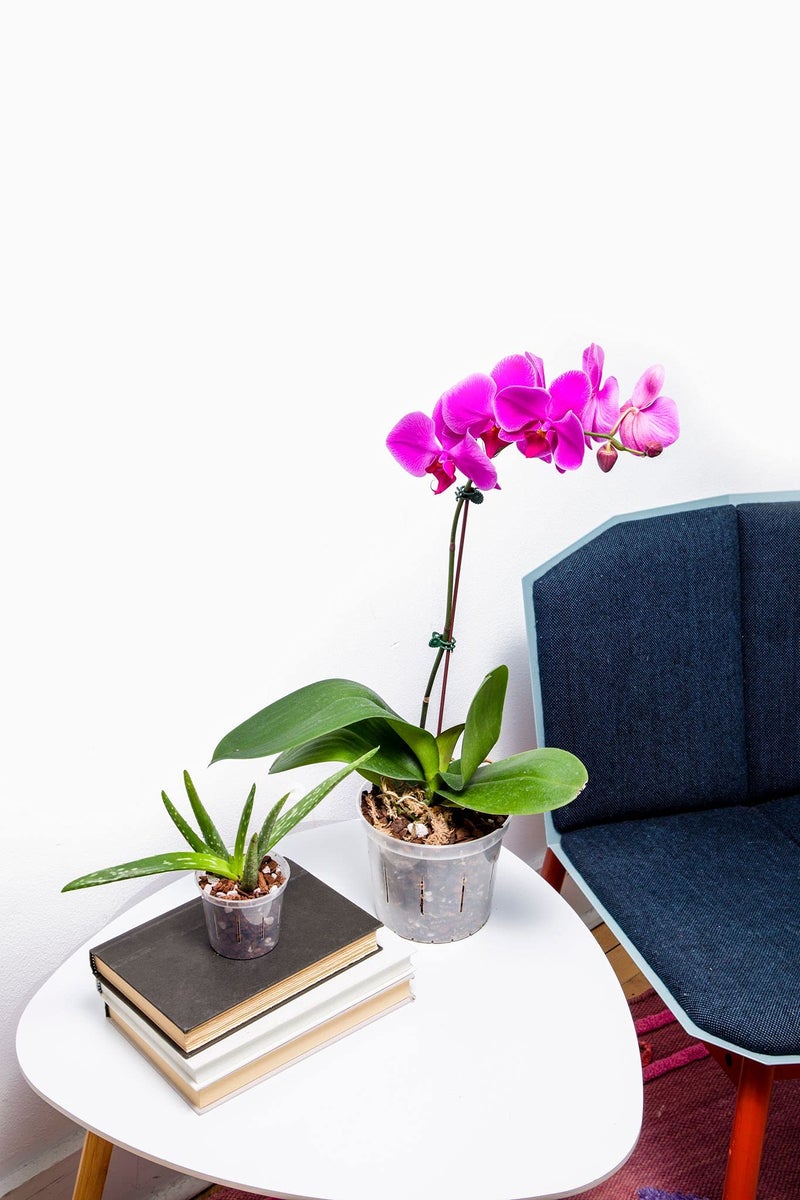 rePotme Orchid Pot - 6 inch Slotted Clear Orchid Pots - 3 Pack (Crystal Clear) - Image 5