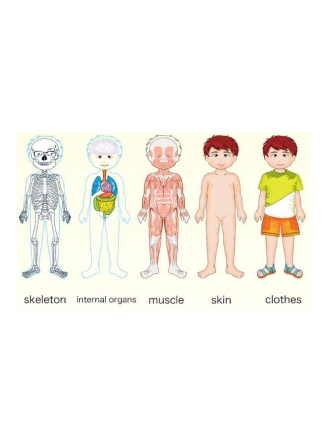 Multi-layer Body Structure Jigsaw Puzzle - Image 5