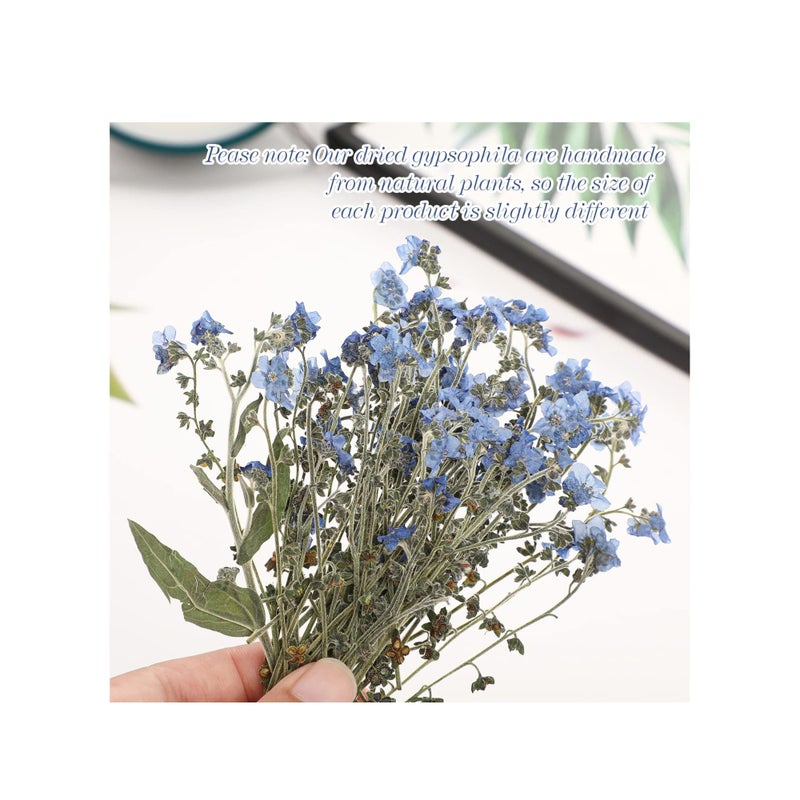 SOLARAE 100 Pcs Natural Forget Me Not Pressed Dried Flowers Dried Flower Real Dried Flowers for Resin Jewelry Candle Card Making Nail Art Flowers DIY Home Decoration for Indoor Outdoor Garden Porch Window - Image 2