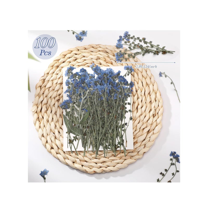 SOLARAE 100 Pcs Natural Forget Me Not Pressed Dried Flowers Dried Flower Real Dried Flowers for Resin Jewelry Candle Card Making Nail Art Flowers DIY Home Decoration for Indoor Outdoor Garden Porch Window - Image 3