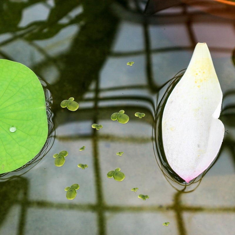 18pcs Aquarium Floating Plants Fish Plants Fake Duckweed Decorations - Image 2