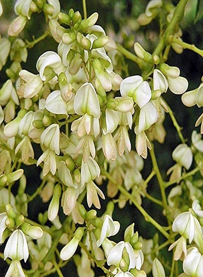 Nature Tea Sophora Flower - Huai Hua Mi - Dried Sophora japonica Buds 100% from Nature (2 oz) - Image 5