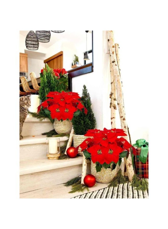 2 Bundles Artificial Red Poinsettia Flowers – Velvet Silk Christmas Bouquet for Tree, Table Centerpiece, Wedding, Home & Garden – Realistic Holiday Floral Decor – Reusable, Elegant, and Easy to Style for Indoor Use - Image 5