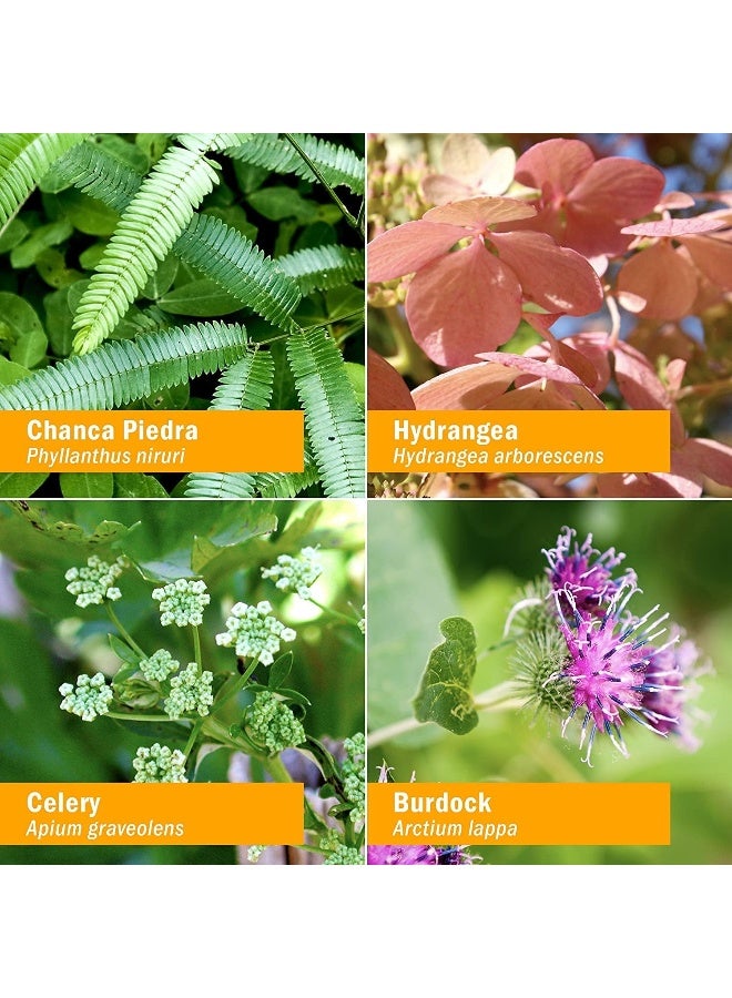 Herb Pharm Stone Breaker (Chanca Piedra) Compound for Urinary System Support - 4 Ounce - Image 5