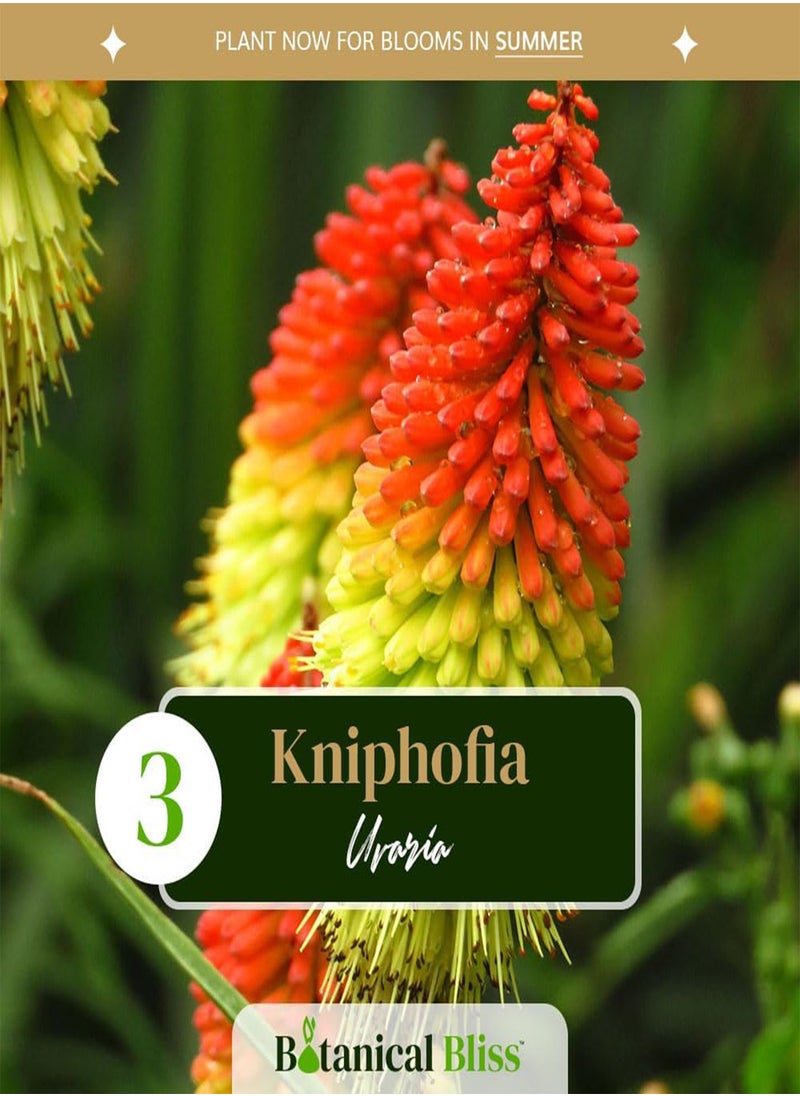 GGOOT 3 Kniphofia Uvaria \u2013 Stunning Torch-Style Blooms \u2013 Summer-Flowering Perennial seeds \u2013 Cultivated for UK Climate Conditions  - Image 2