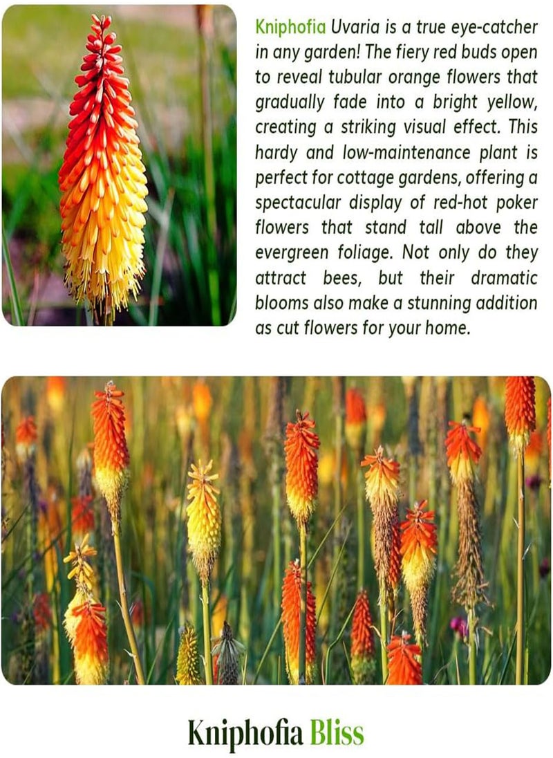 GGOOT 3 Kniphofia Uvaria \u2013 Stunning Torch-Style Blooms \u2013 Summer-Flowering Perennial seeds \u2013 Cultivated for UK Climate Conditions  - Image 5