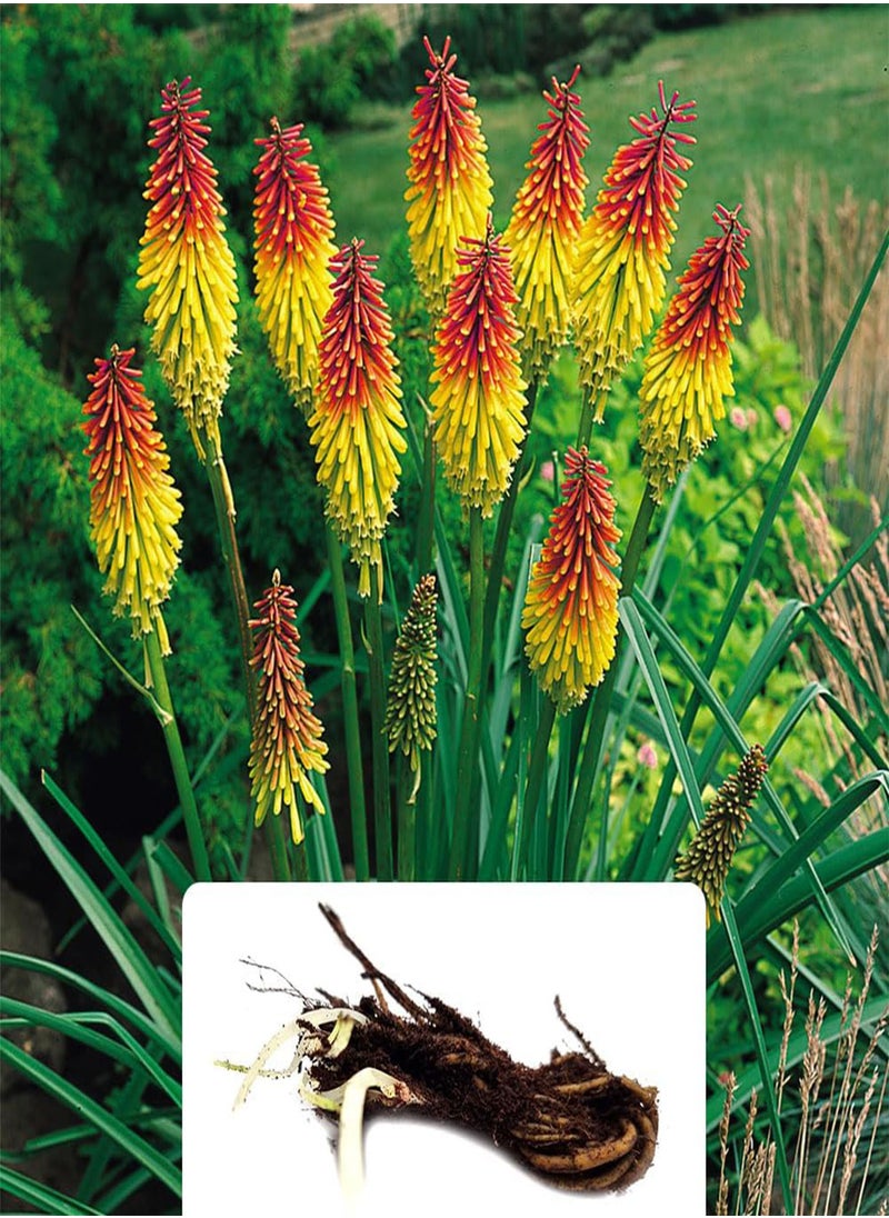 GGOOT 3 Kniphofia Uvaria \u2013 Stunning Torch-Style Blooms \u2013 Summer-Flowering Perennial seeds \u2013 Cultivated for UK Climate Conditions  - Image 1