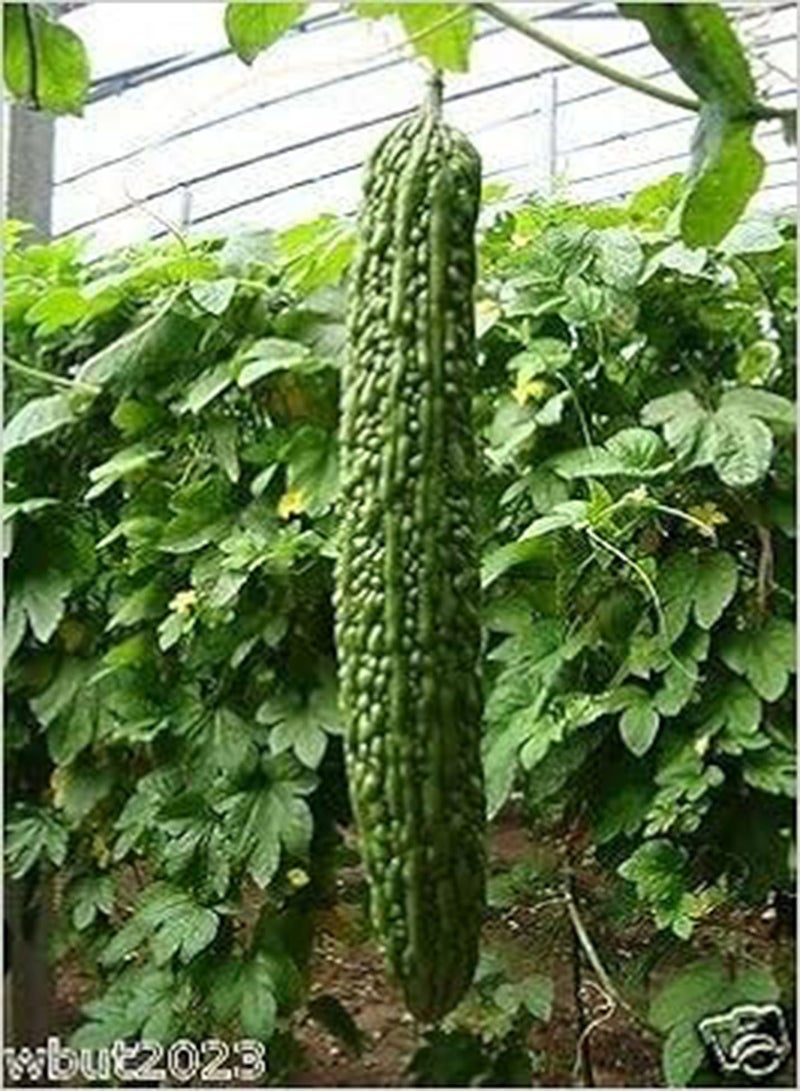 جي جوت القرع المر 10 بذور - مارا أكا (نبات آسيوي) نوع شرقي القرع المر!