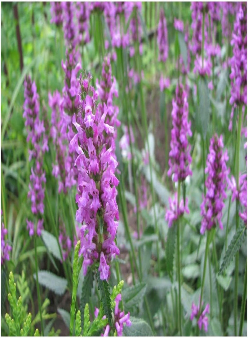 GGOOT Betony - STACHYS OFFICINALIS - 1.5 Gram ~ Approx 1050 HERB - Wild Flower - Image 1