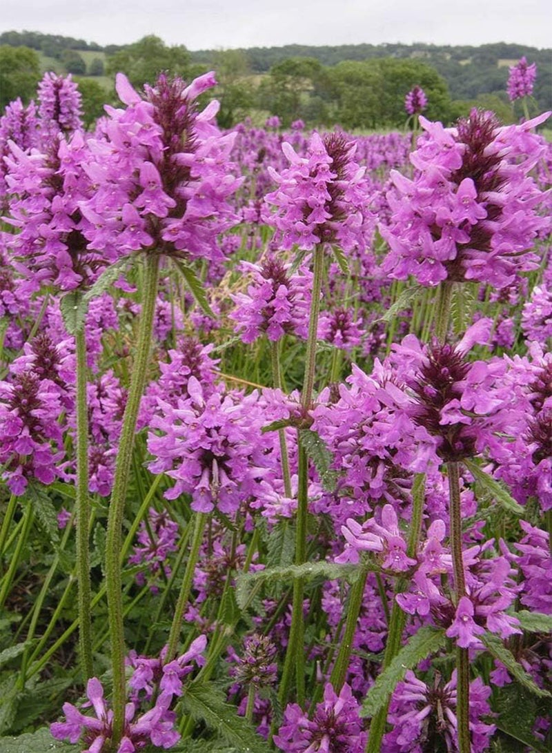 GGOOT Betony - STACHYS OFFICINALIS - 1.5 Gram ~ Approx 1050 HERB - Wild Flower - Image 2