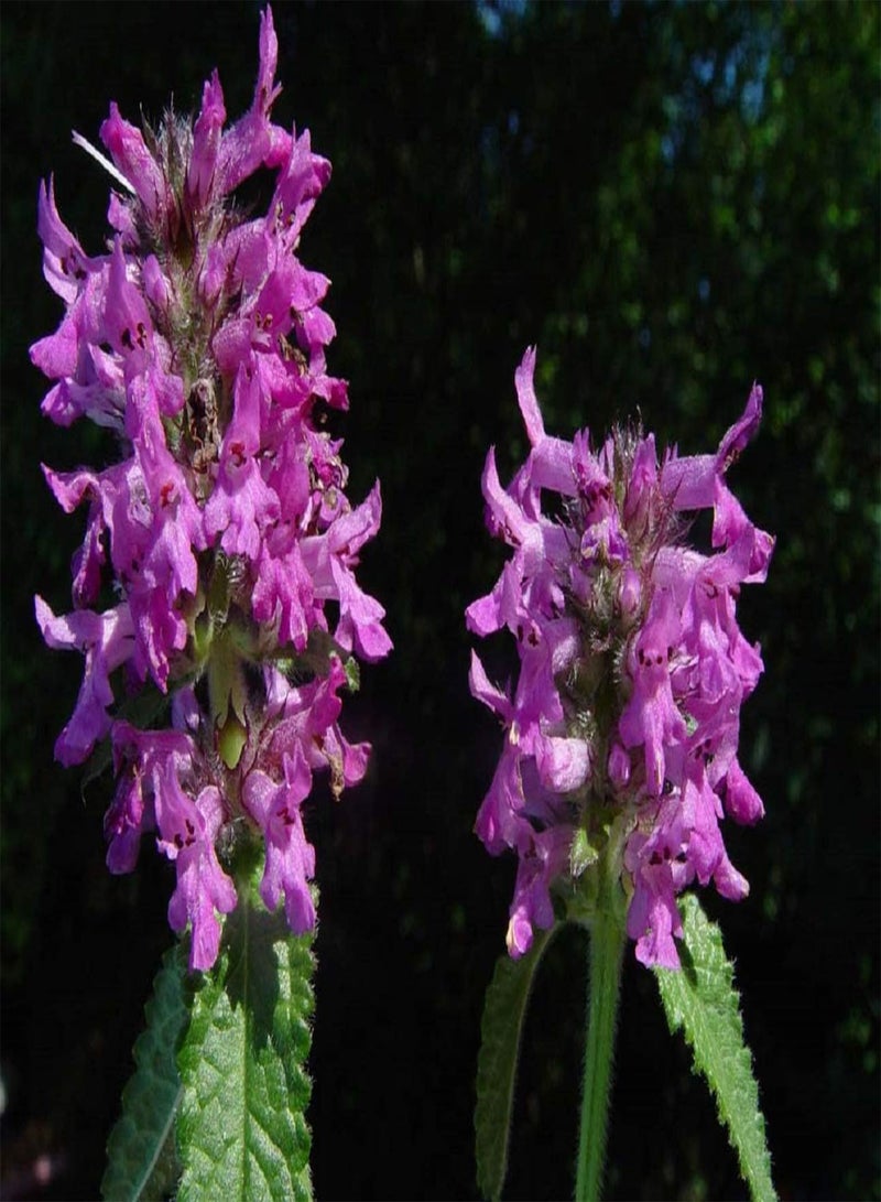 GGOOT Betony - STACHYS OFFICINALIS - 1.5 Gram ~ Approx 1050 HERB - Wild Flower - Image 3