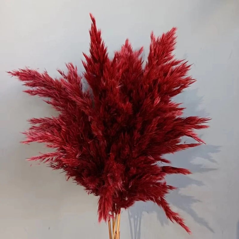 Bluejw Premium Dried Pampas Grass Reed Decor - Natural Tall Fluffy Plumes - Perfect for Home, Wedding & Boho Decorations - High Quality Dried Plants Supply - Image 1