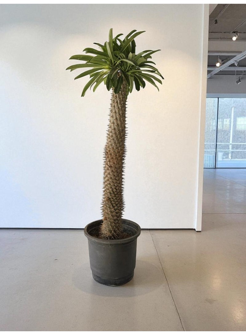 Madagascar Palm  Exotic Indoor Succulent Plant in Decorative Pot Unique Potted Plant for Home & Office Low Maintenance, Drought Tolerant Greenery