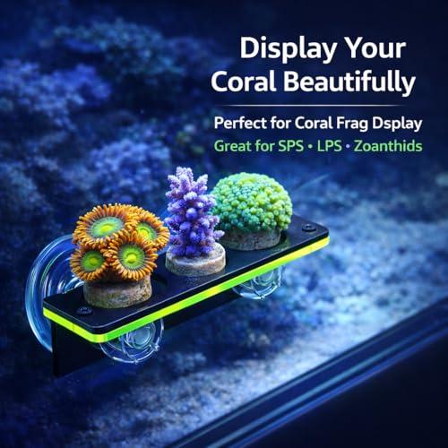 kcrygogo Coral Frag Holder Acrylic Coral Rack with Powerful Double Suction Cup and Placstic Screws Suitable for Household Fish Tanks (2pcs 3 Plug Hole,Fluorescent Green and Orange) - Image 3