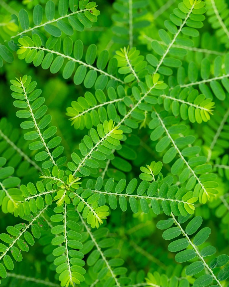 HERB PHARM مستخلص سائل من عشب فارم تشانكا بيدرا لدعم الجهاز البولي، 1 فل أونصة - Image 3