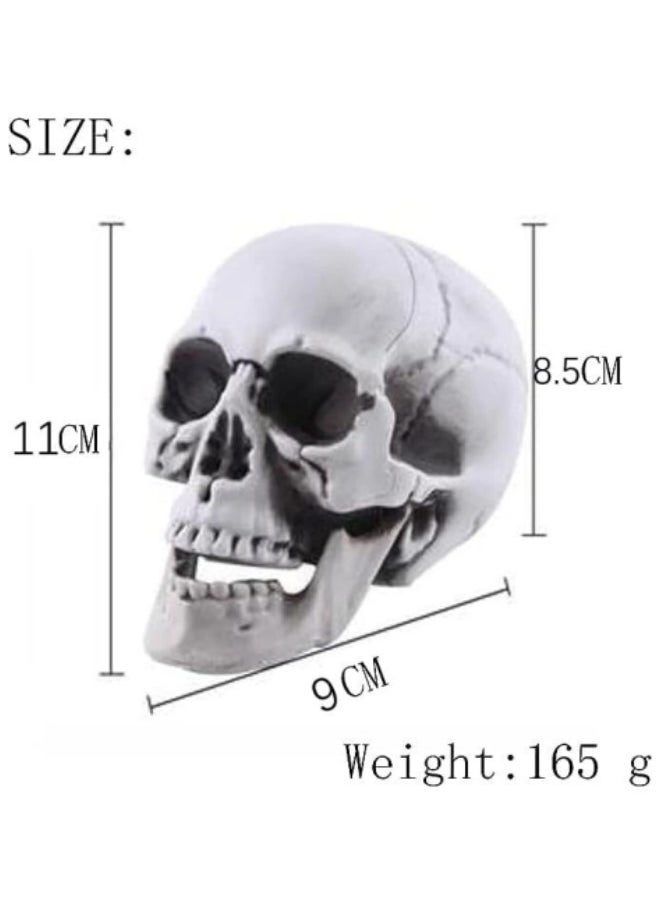 Generic Life Size Human Skull for Party Decoration,Simulation Plastic Skull Sculpture Skull Lifesize Skeleton Skull  - Image 3