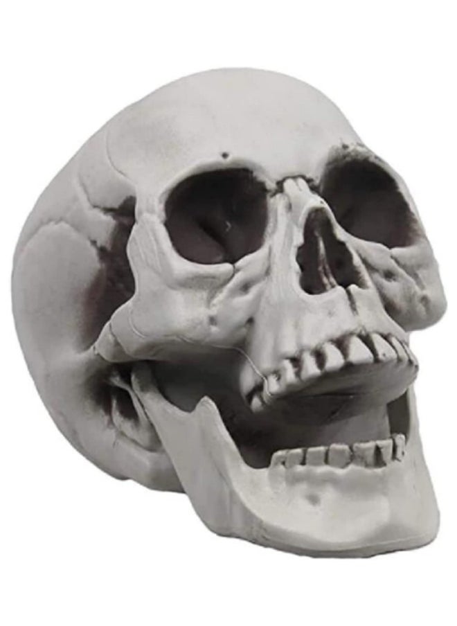 Generic Life Size Human Skull for Party Decoration,Simulation Plastic Skull Sculpture Skull Lifesize Skeleton Skull  - Image 1