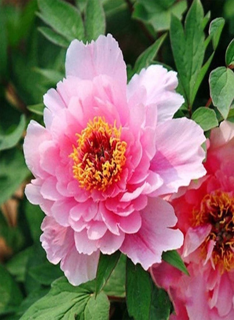 جي جوت 20 قطعة من بذور الفاوانيا الحلوة سهلة الزراعة بألوان مختلطة من نوع Paeonia Suffruticosa، بذور شجرة زهرة للمنزل وبذور زهرة - Image 3