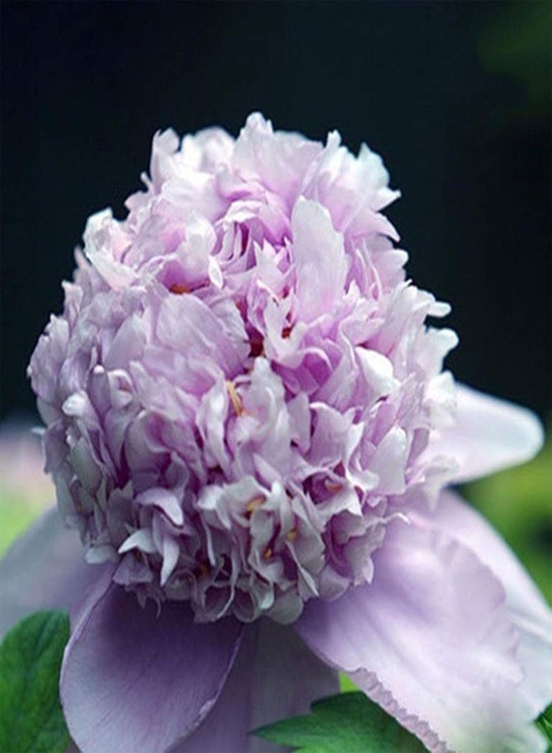 جي جوت 20 قطعة من بذور الفاوانيا الحلوة سهلة الزراعة بألوان مختلطة من نوع Paeonia Suffruticosa، بذور شجرة زهرة للمنزل وبذور زهرة - Image 5