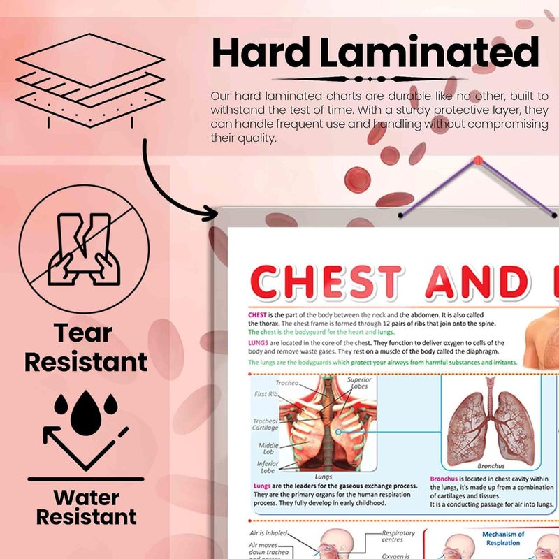 GoWoo COMBO OF 4 ANATOMY CHARTS - Image 4