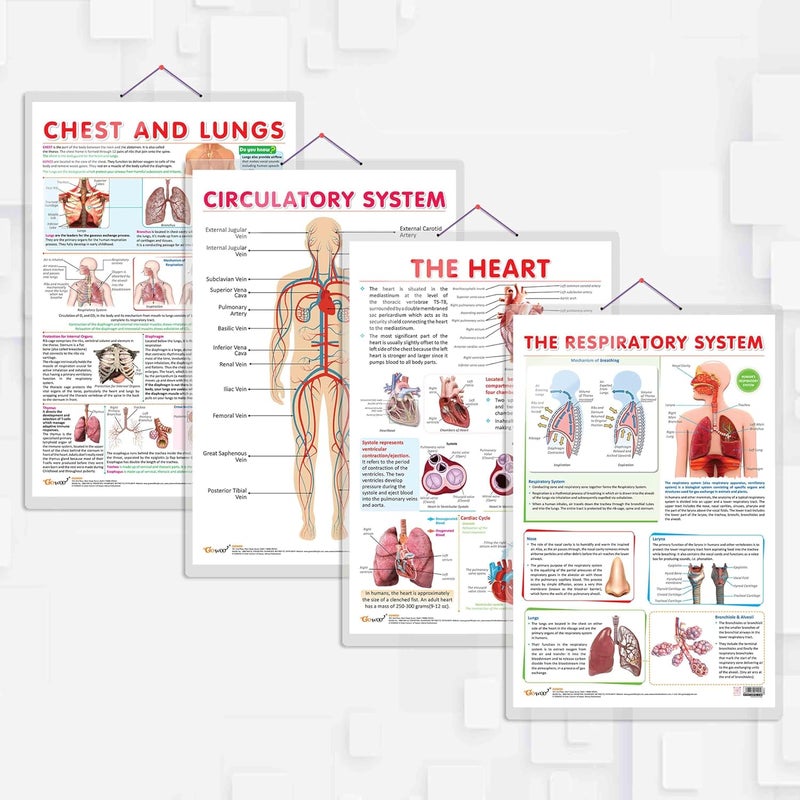 GoWoo COMBO OF 4 ANATOMY CHARTS - Image 1
