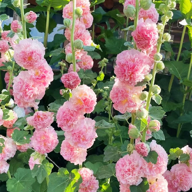 VISTATU 350+ Hollyhock Seeds Carnival Mix Giant Mallow Double Hollyhock Flowers Seed Perennial Outdoor Home Garden Flower - Image 2