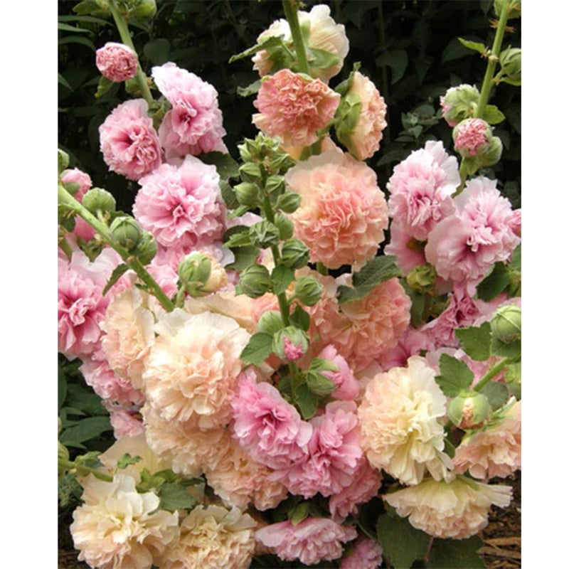 VISTATU 350+ Hollyhock Seeds Carnival Mix Giant Mallow Double Hollyhock Flowers Seed Perennial Outdoor Home Garden Flower - Image 3