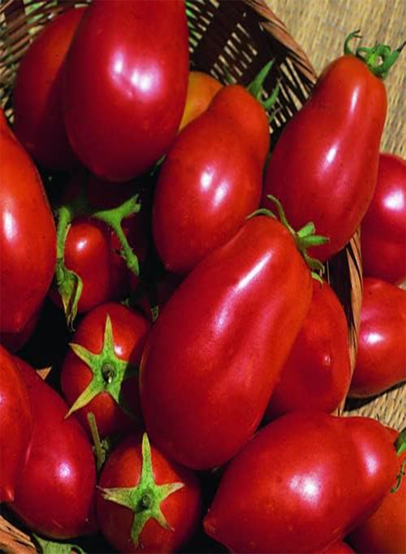 GGOOT 30 Seeds of Tomato SAN MARZANO F1 Italian Fruit Vegetable