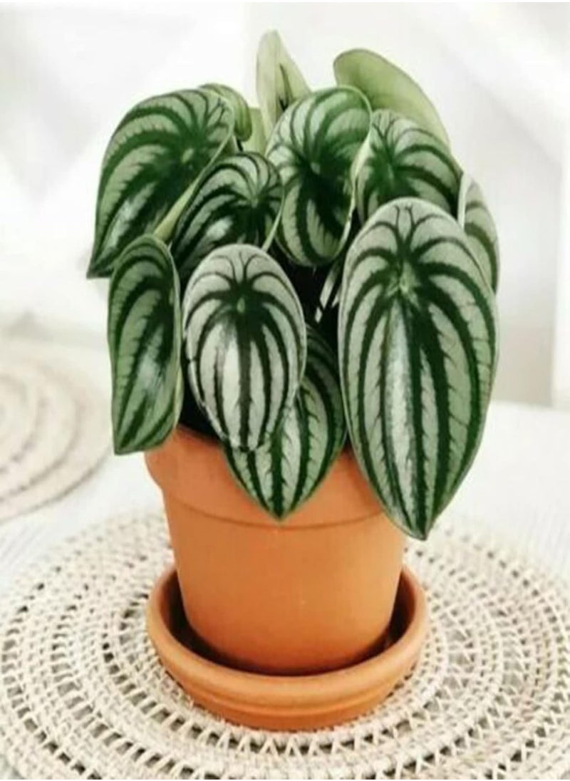 GGOOT - Flower Seeds,50Pcs/Bag Peperomia Sandersii Seeds Evergreen Full of Vitality Rooted Easy Plant Attractive Bonsai Seeds for Balcony Watermelon Peperomia Seeds - Image 1