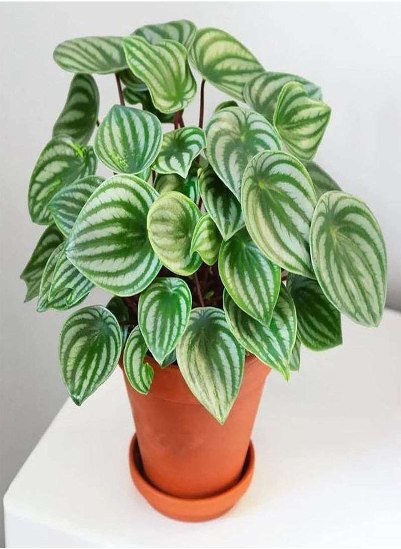 GGOOT - Flower Seeds,50Pcs/Bag Peperomia Sandersii Seeds Evergreen Full of Vitality Rooted Easy Plant Attractive Bonsai Seeds for Balcony Watermelon Peperomia Seeds - Image 1