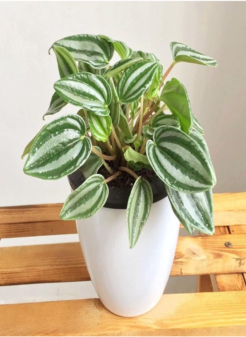 GGOOT - Flower Seeds,50Pcs/Bag Peperomia Sandersii Seeds Evergreen Full of Vitality Rooted Easy Plant Attractive Bonsai Seeds for Balcony Watermelon Peperomia Seeds - Image 1