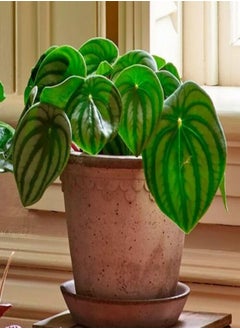 Flower Seeds,50Pcs/Bag Peperomia Sandersii Seeds Evergreen Full of Vitality Rooted Easy Plant Attractive Bonsai Seeds for Balcony Watermelon Peperomia Seeds