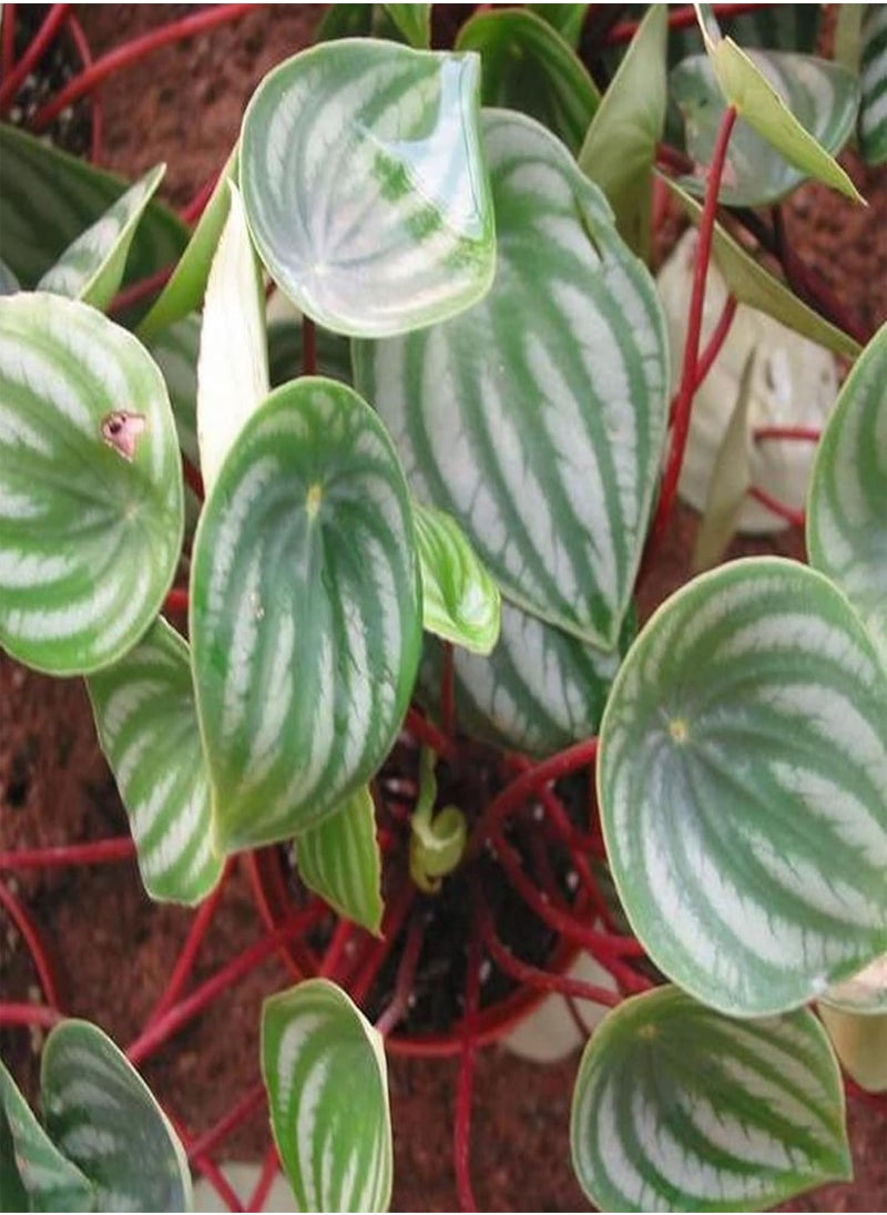 GGOOT - Flower Seeds,50Pcs/Bag Peperomia Sandersii Seeds Evergreen Full of Vitality Rooted Easy Plant Attractive Bonsai Seeds for Balcony Watermelon Peperomia Seeds - Image 1