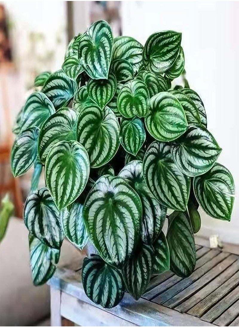 GGOOT - Flower Seeds,50Pcs/Bag Peperomia Sandersii Seeds Evergreen Full of Vitality Rooted Easy Plant Attractive Bonsai Seeds for Balcony Watermelon Peperomia Seeds - Image 1