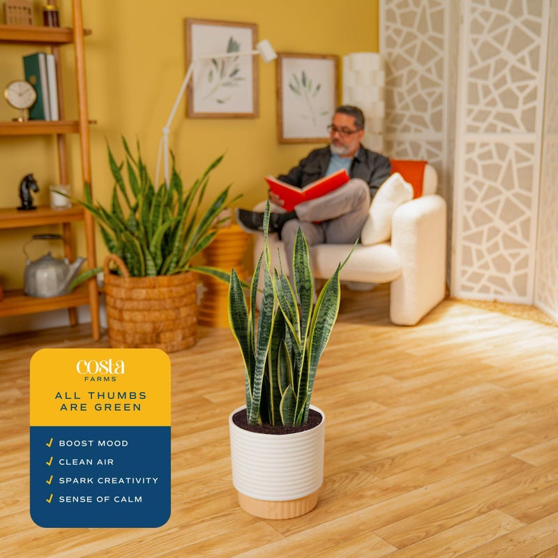 Costa Farms Live Snake Plant, Sansevieria, Easy Care House Plant in Premium Decor Pot, Houseplant in Potting Soil Mix, Succulent Plant Gift for Housewarming, Office and Home Decor, 2-3 Feet Tall - Image 5