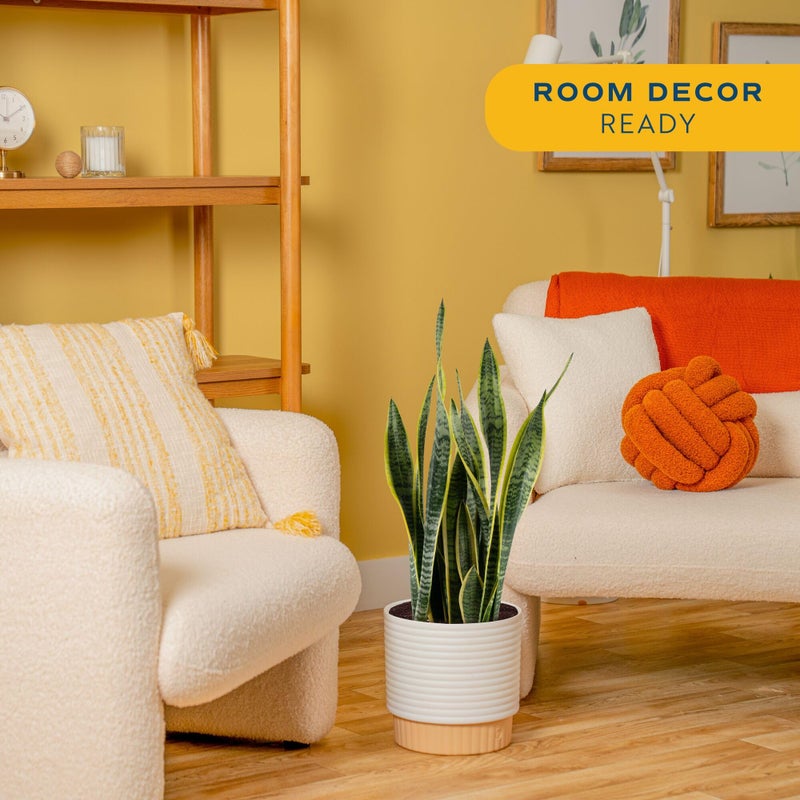 Costa Farms Live Snake Plant, Sansevieria, Easy Care House Plant in Premium Decor Pot, Houseplant in Potting Soil Mix, Succulent Plant Gift for Housewarming, Office and Home Decor, 2-3 Feet Tall - Image 2