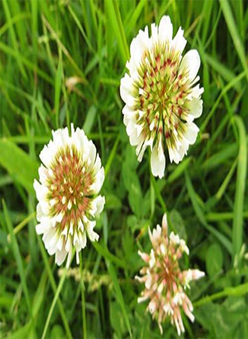 GGOOT Dutch White Clover Nitro Coated Inoculated Seed by  Bulk 700 Seeds - Image 1