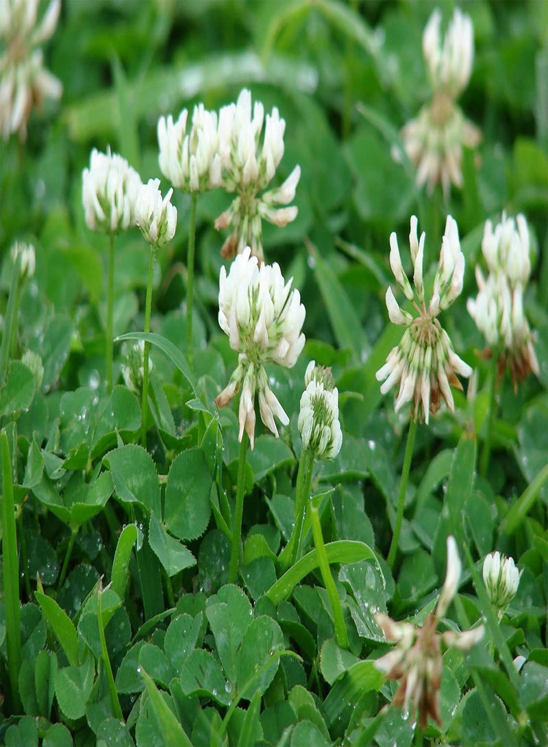 GGOOT Dutch White Clover Nitro Coated Inoculated Seed by  Bulk 700 Seeds - Image 2