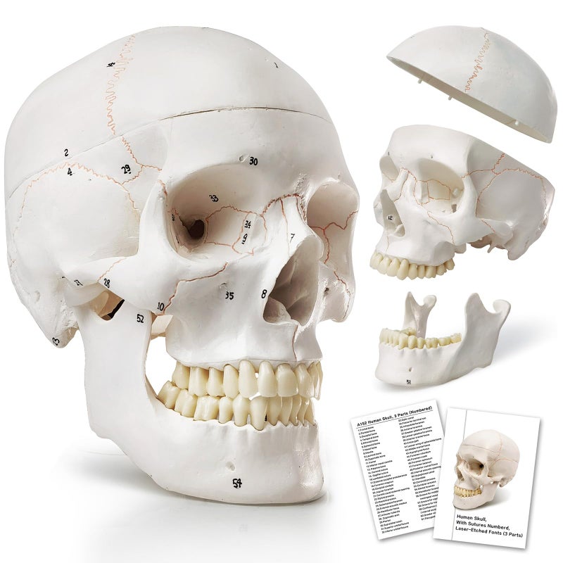 HADWYN 2025 Human Skull Anatomical Modelwith Painted Sutures 54 Pcs Labeled Numbered Skull Models for Medical StudentsHuman Brain Model for Kids Drawing Anatomy - Image 2