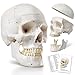 HADWYN 2025 Human Skull Anatomical Modelwith Painted Sutures 54 Pcs Labeled Numbered Skull Models for Medical StudentsHuman Brain Model for Kids Drawing Anatomy - Image 3