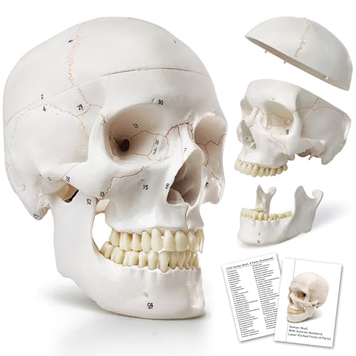 HADWYN 2025 Human Skull Anatomical Modelwith Painted Sutures 54 Pcs Labeled Numbered Skull Models for Medical StudentsHuman Brain Model for Kids Drawing Anatomy - Image 1