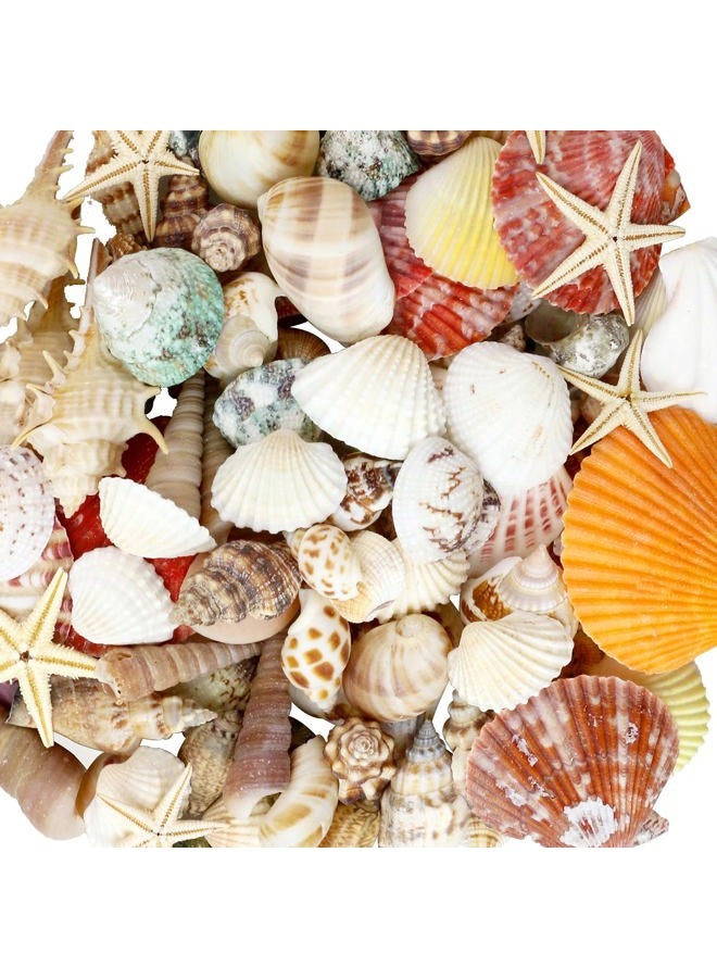 Weoxpr Mixed Sea Shells, 100+ Pcs Beach Seashells Starfish, Various Sizes Ocean Seashells for Fish Tank Vase Fillers, Beach Theme Party Wedding Decor, Candle Making, DIY Crafts, Home Decorations - Image 1