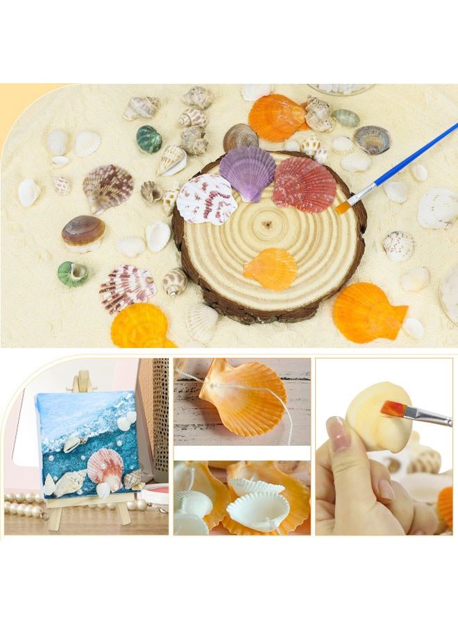 Weoxpr Mixed Sea Shells, 100+ Pcs Beach Seashells Starfish, Various Sizes Ocean Seashells for Fish Tank Vase Fillers, Beach Theme Party Wedding Decor, Candle Making, DIY Crafts, Home Decorations - Image 5