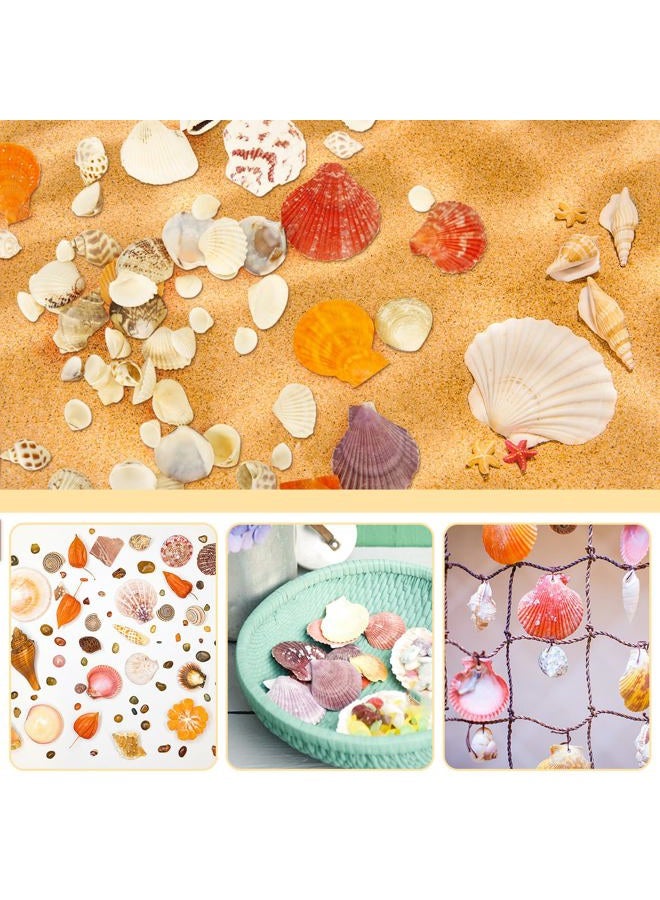 Weoxpr Mixed Sea Shells, 100+ Pcs Beach Seashells Starfish, Various Sizes Ocean Seashells for Fish Tank Vase Fillers, Beach Theme Party Wedding Decor, Candle Making, DIY Crafts, Home Decorations - Image 3