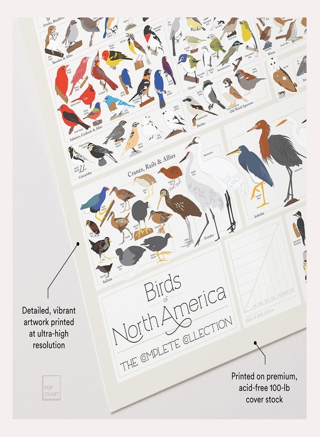 Pop Chart Lab Pop Chart | Birds of North America | 36" x 24" Large-Format Poster | Every Bird Species in North America Illustrated | Perfect Wall Decor for Nature Lovers | 100% Made in the US - Image 3