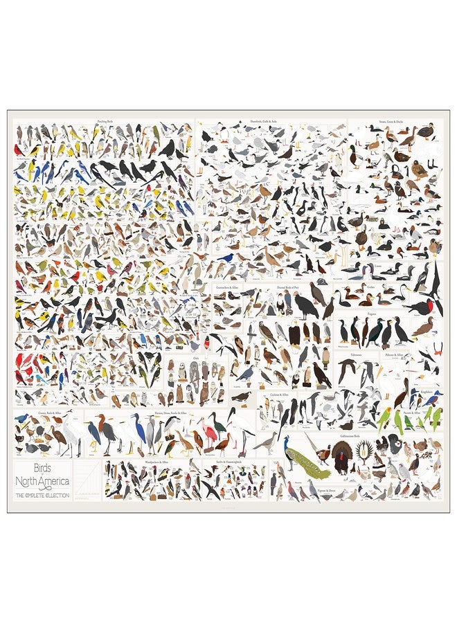 Pop Chart Lab Pop Chart | Birds of North America | 36" x 24" Large-Format Poster | Every Bird Species in North America Illustrated | Perfect Wall Decor for Nature Lovers | 100% Made in the US - Image 1