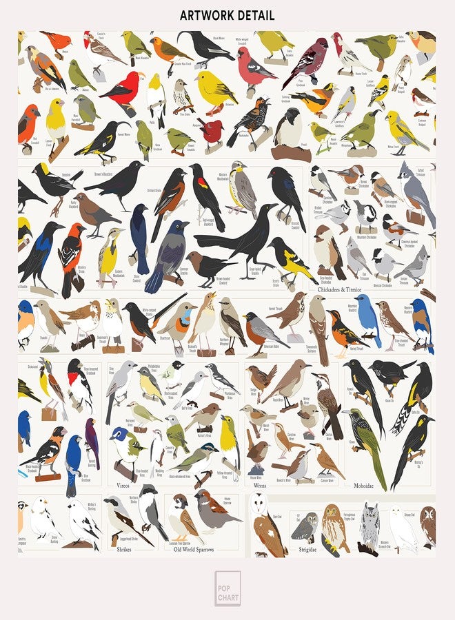 Pop Chart Lab Pop Chart | Birds of North America | 36" x 24" Large-Format Poster | Every Bird Species in North America Illustrated | Perfect Wall Decor for Nature Lovers | 100% Made in the US - Image 4